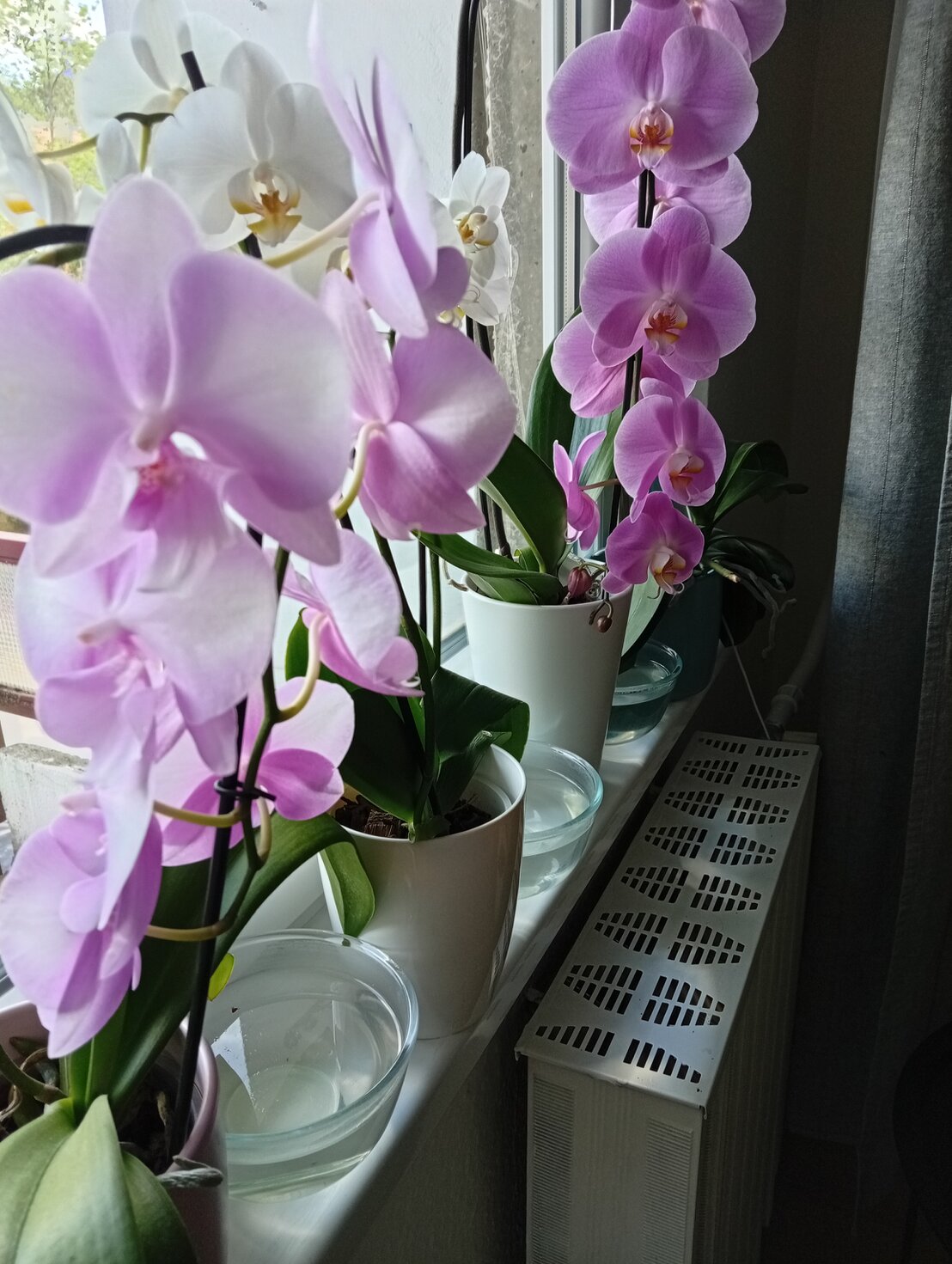 Különböző színű orchideák egy ablakpárkányon