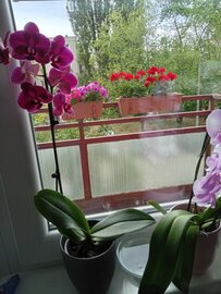 Virágokkal teli erkélyláda közelről