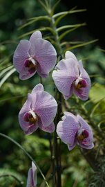 Virágzó orchidea cserépben egy lakás ablakpárkányán
