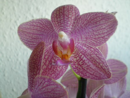 Pöttyös virágú Phalaenopsis orchidea közelről